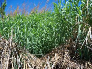 Giant reed (Arundo donax) plants growing in the Sacramento-San Joaquin Delta.